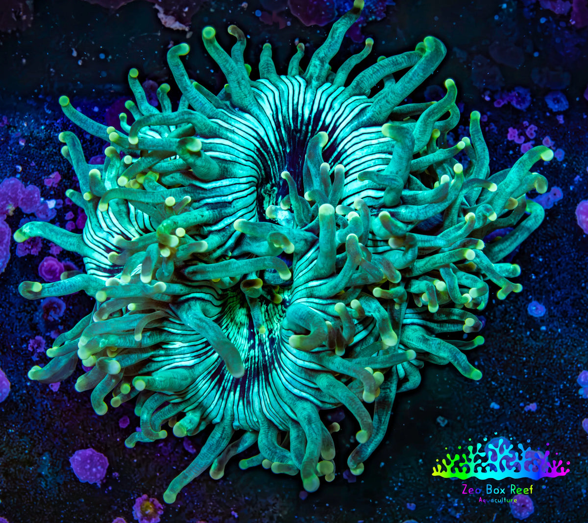Ultra Gold Tip Elegance Coral, WYSIWYG 6cm Ultra Gold Tip Elegance Coral, WYSIWYG 6cm Aquarium Decor Ultra Gold Tip Elegance Coral, WYSIWYG 6cm Zeo Box Reef