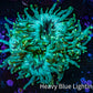 Ultra Gold Tip Elegance Coral, WYSIWYG 6cm Ultra Gold Tip Elegance Coral, WYSIWYG 6cm Aquarium Decor Ultra Gold Tip Elegance Coral, WYSIWYG 6cm Zeo Box Reef