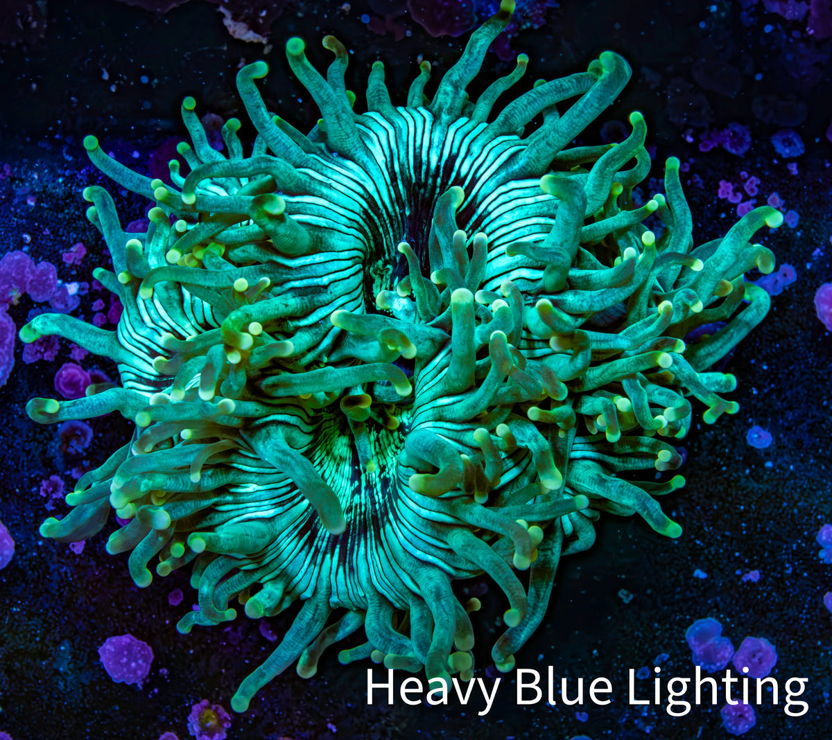 Ultra Gold Tip Elegance Coral, WYSIWYG 6cm Ultra Gold Tip Elegance Coral, WYSIWYG 6cm Aquarium Decor Ultra Gold Tip Elegance Coral, WYSIWYG 6cm Zeo Box Reef