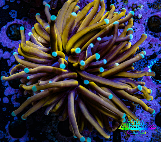 Ultra Gold 🐅Tiger Torch Coral WYSIWYG 6cm Ultra Gold 🐅Tiger Torch Coral WYSIWYG 6cm LPS Ultra Gold 🐅Tiger Torch Coral WYSIWYG 6cm Zeo Box Reef
