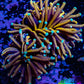 Ultra Gold 🐅Tiger Torch Coral WYSIWYG 8cm Ultra Gold 🐅Tiger Torch Coral WYSIWYG 8cm LPS Ultra Gold 🐅Tiger Torch Coral WYSIWYG 8cm Zeo Box Reef