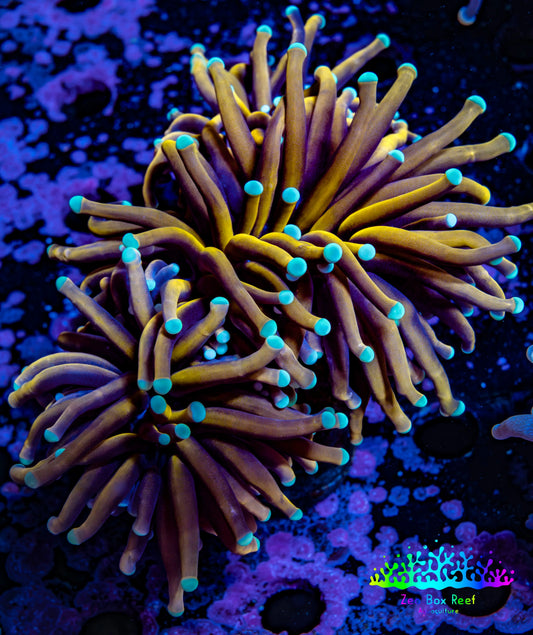 Ultra Gold 🐅Tiger Torch Coral WYSIWYG 8cm Ultra Gold 🐅Tiger Torch Coral WYSIWYG 8cm LPS Ultra Gold 🐅Tiger Torch Coral WYSIWYG 8cm Zeo Box Reef
