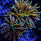 Ultra Gold 🐅Tiger Torch Coral WYSIWYG 8cm Ultra Gold 🐅Tiger Torch Coral WYSIWYG 8cm LPS Ultra Gold 🐅Tiger Torch Coral WYSIWYG 8cm Zeo Box Reef