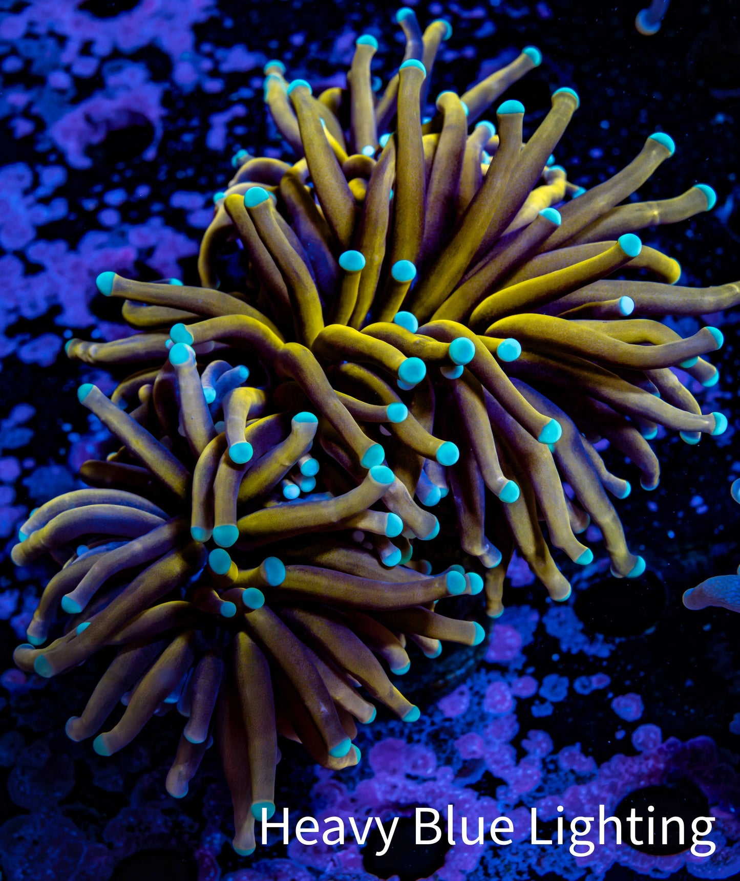 Ultra Gold 🐅Tiger Torch Coral WYSIWYG 8cm Ultra Gold 🐅Tiger Torch Coral WYSIWYG 8cm LPS Ultra Gold 🐅Tiger Torch Coral WYSIWYG 8cm Zeo Box Reef