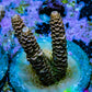 Ultra Gold and Purple Millepora Frag WYSIWYG Ultra Gold and Purple Millepora Frag WYSIWYG SPS Ultra Gold and Purple Millepora Frag WYSIWYG Zeo Box Reef