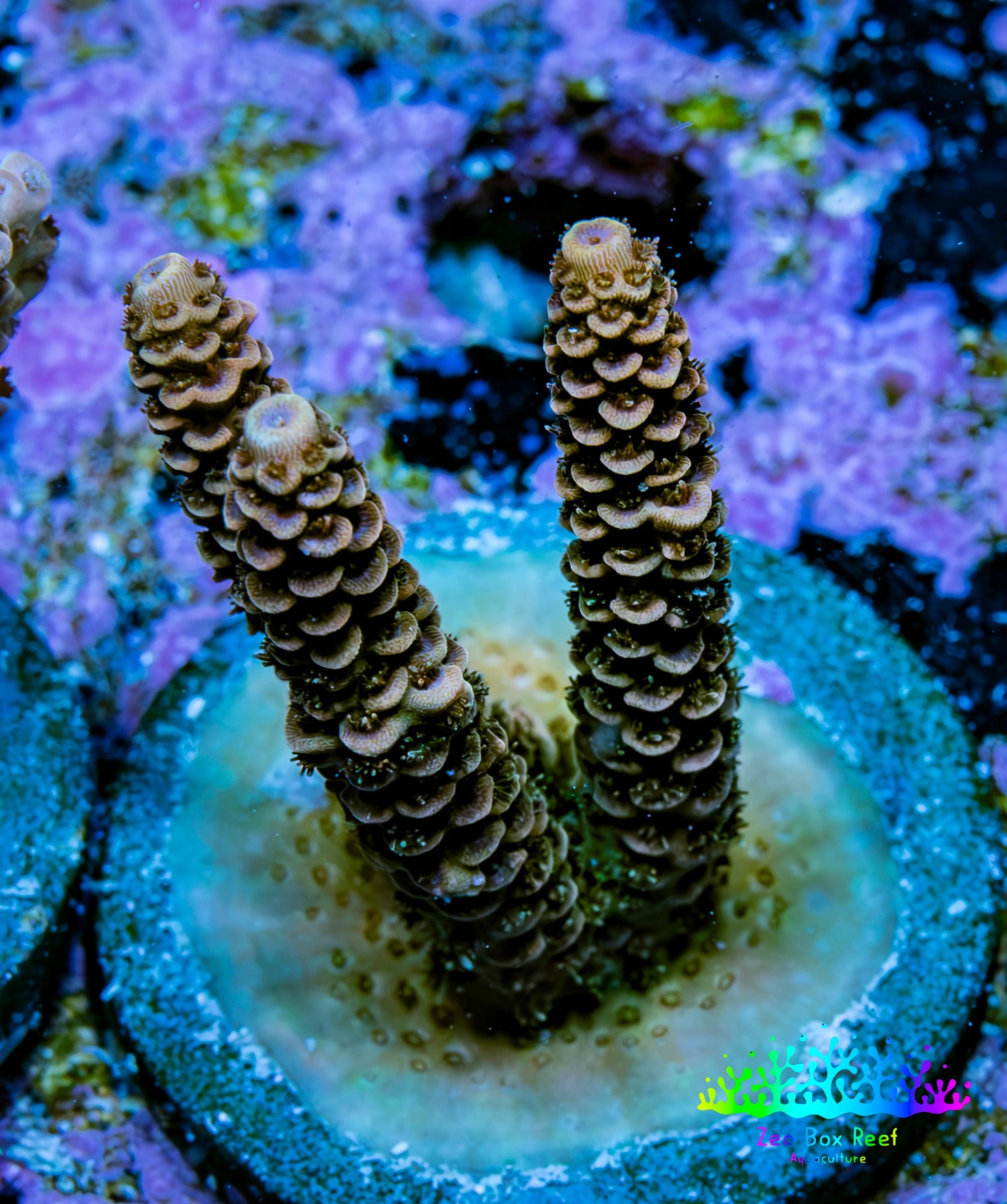 Ultra Gold and Purple Millepora Frag WYSIWYG Ultra Gold and Purple Millepora Frag WYSIWYG SPS Ultra Gold and Purple Millepora Frag WYSIWYG Zeo Box Reef