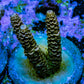 Ultra Gold and Purple Millepora Frag WYSIWYG Ultra Gold and Purple Millepora Frag WYSIWYG SPS Ultra Gold and Purple Millepora Frag WYSIWYG Zeo Box Reef