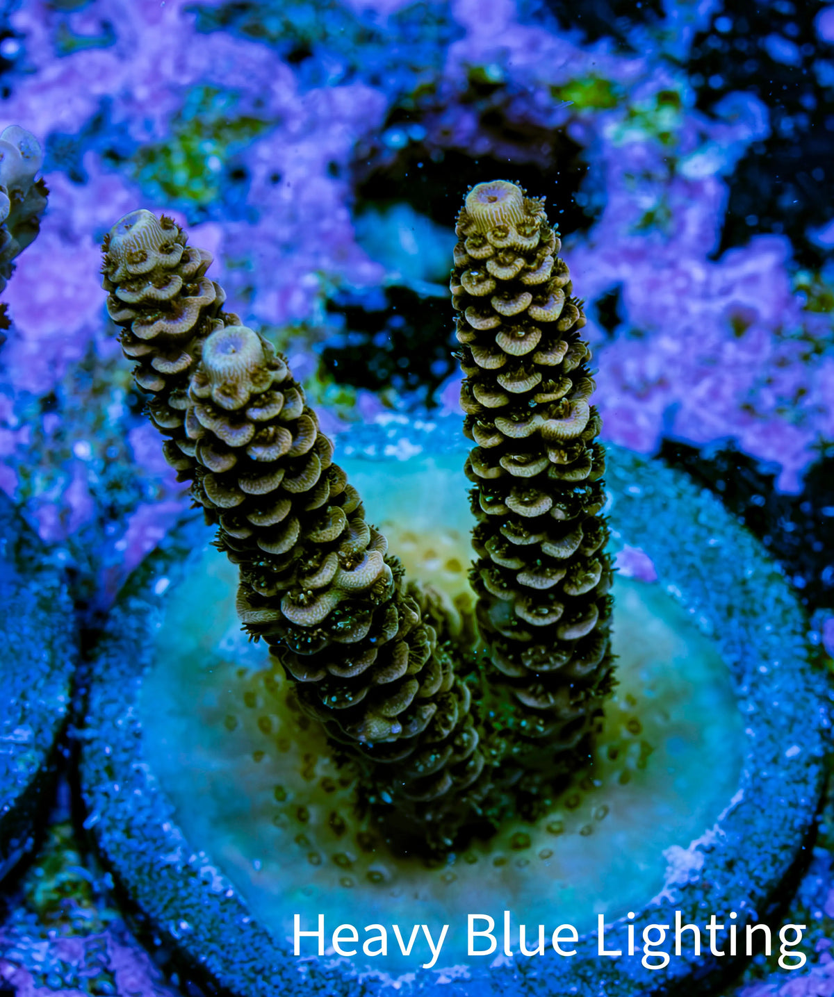 Ultra Gold and Purple Millepora Frag WYSIWYG Ultra Gold and Purple Millepora Frag WYSIWYG SPS Ultra Gold and Purple Millepora Frag WYSIWYG Zeo Box Reef