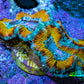 Ultra Gold, Yellow, Green & Blue Acan Frag, WYSIWYG H12R3B1 Ultra Gold, Yellow, Green & Blue Acan Frag, WYSIWYG H12R3B1 LPS Coral Ultra Gold, Yellow, Green & Blue Acan Frag, WYSIWYG H12R3B1 Zeo Box Reef