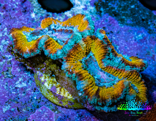 Ultra Gold, Yellow, Green & Blue Acan Frag, WYSIWYG H12R3B1 Ultra Gold, Yellow, Green & Blue Acan Frag, WYSIWYG H12R3B1 LPS Coral Ultra Gold, Yellow, Green & Blue Acan Frag, WYSIWYG H12R3B1 Zeo Box Reef