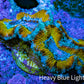 Ultra Gold, Yellow, Green & Blue Acan Frag, WYSIWYG H12R3B1 Ultra Gold, Yellow, Green & Blue Acan Frag, WYSIWYG H12R3B1 LPS Coral Ultra Gold, Yellow, Green & Blue Acan Frag, WYSIWYG H12R3B1 Zeo Box Reef