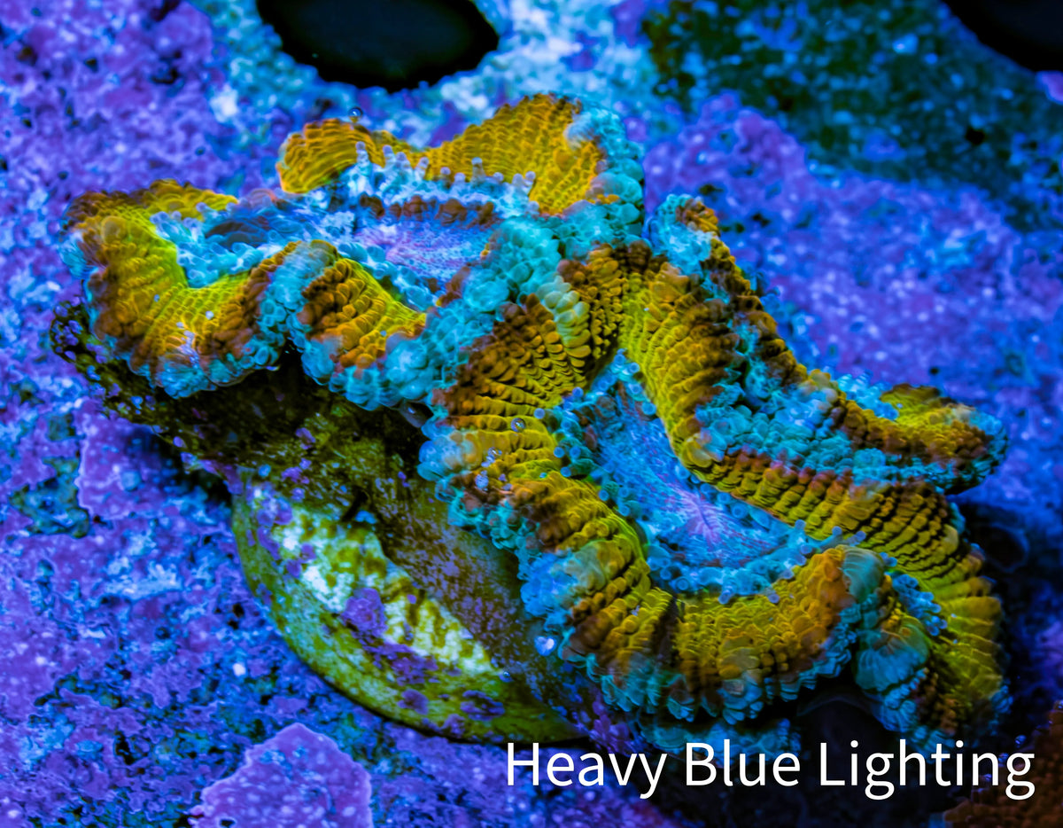 Ultra Gold, Yellow, Green & Blue Acan Frag, WYSIWYG H12R3B1 Ultra Gold, Yellow, Green & Blue Acan Frag, WYSIWYG H12R3B1 LPS Coral Ultra Gold, Yellow, Green & Blue Acan Frag, WYSIWYG H12R3B1 Zeo Box Reef
