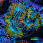 Ultra Gold, Yellow, Green & Blue Acan Frag, WYSIWYG H6R3B1 Ultra Gold, Yellow, Green & Blue Acan Frag, WYSIWYG H6R3B1 LPS Coral Ultra Gold, Yellow, Green & Blue Acan Frag, WYSIWYG H6R3B1 Zeo Box Reef