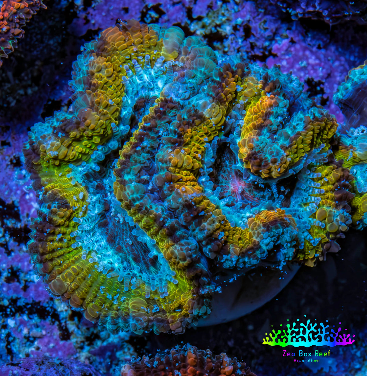 Ultra Gold, Yellow, Green & Blue Acan Frag, WYSIWYG H6R3B1 Ultra Gold, Yellow, Green & Blue Acan Frag, WYSIWYG H6R3B1 LPS Coral Ultra Gold, Yellow, Green & Blue Acan Frag, WYSIWYG H6R3B1 Zeo Box Reef