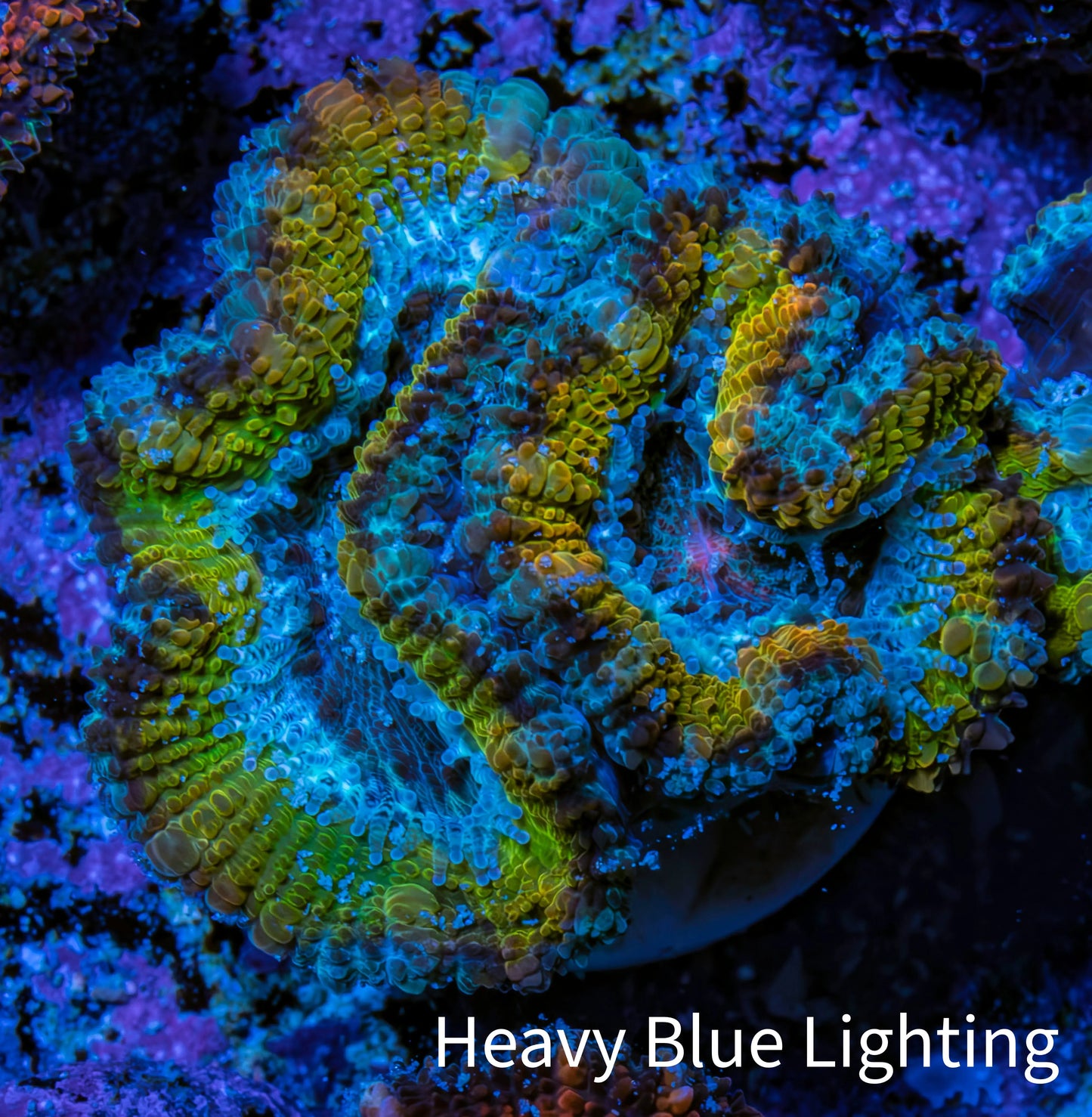 Ultra Gold, Yellow, Green & Blue Acan Frag, WYSIWYG H6R3B1 Ultra Gold, Yellow, Green & Blue Acan Frag, WYSIWYG H6R3B1 LPS Coral Ultra Gold, Yellow, Green & Blue Acan Frag, WYSIWYG H6R3B1 Zeo Box Reef
