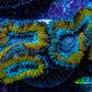 Ultra Gold, Yellow, Green & Blue Acan Frag, WYSIWYG H7R3B1 Ultra Gold, Yellow, Green & Blue Acan Frag, WYSIWYG H7R3B1 LPS Coral Ultra Gold, Yellow, Green & Blue Acan Frag, WYSIWYG H7R3B1 Zeo Box Reef