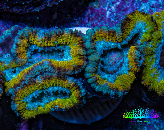 Ultra Gold, Yellow, Green & Blue Acan Frag, WYSIWYG H7R3B1 Ultra Gold, Yellow, Green & Blue Acan Frag, WYSIWYG H7R3B1 LPS Coral Ultra Gold, Yellow, Green & Blue Acan Frag, WYSIWYG H7R3B1 Zeo Box Reef