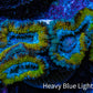 Ultra Gold, Yellow, Green & Blue Acan Frag, WYSIWYG H7R3B1 Ultra Gold, Yellow, Green & Blue Acan Frag, WYSIWYG H7R3B1 LPS Coral Ultra Gold, Yellow, Green & Blue Acan Frag, WYSIWYG H7R3B1 Zeo Box Reef