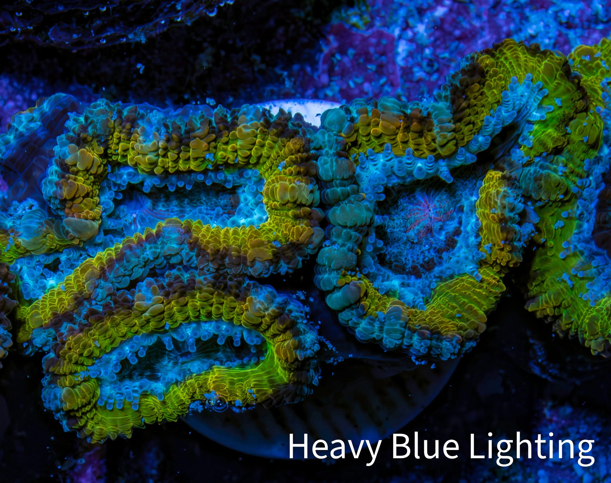 Ultra Gold, Yellow, Green & Blue Acan Frag, WYSIWYG H7R3B1 Ultra Gold, Yellow, Green & Blue Acan Frag, WYSIWYG H7R3B1 LPS Coral Ultra Gold, Yellow, Green & Blue Acan Frag, WYSIWYG H7R3B1 Zeo Box Reef