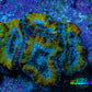 Ultra Gold, Yellow, Green & Blue Acan Frag, WYSIWYG H8R3B1 Ultra Gold, Yellow, Green & Blue Acan Frag, WYSIWYG H8R3B1 LPS Coral Ultra Gold, Yellow, Green & Blue Acan Frag, WYSIWYG H8R3B1 Zeo Box Reef