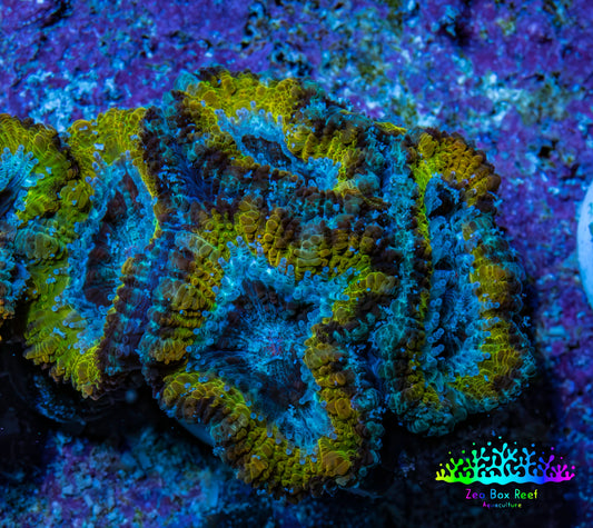 Ultra Gold, Yellow, Green & Blue Acan Frag, WYSIWYG H8R3B1 Ultra Gold, Yellow, Green & Blue Acan Frag, WYSIWYG H8R3B1 LPS Coral Ultra Gold, Yellow, Green & Blue Acan Frag, WYSIWYG H8R3B1 Zeo Box Reef