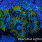 Ultra Gold, Yellow, Green & Blue Acan Frag, WYSIWYG H8R3B1 Ultra Gold, Yellow, Green & Blue Acan Frag, WYSIWYG H8R3B1 LPS Coral Ultra Gold, Yellow, Green & Blue Acan Frag, WYSIWYG H8R3B1 Zeo Box Reef