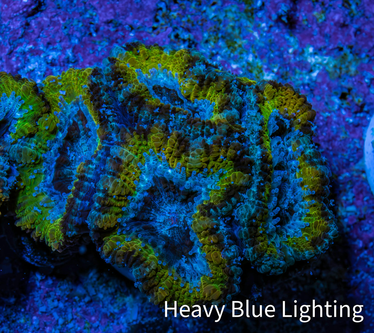 Ultra Gold, Yellow, Green & Blue Acan Frag, WYSIWYG H8R3B1 Ultra Gold, Yellow, Green & Blue Acan Frag, WYSIWYG H8R3B1 LPS Coral Ultra Gold, Yellow, Green & Blue Acan Frag, WYSIWYG H8R3B1 Zeo Box Reef