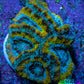 Ultra Gold, Yellow, Green & Blue Acan Frag, WYSIWYG H9R3B1 Ultra Gold, Yellow, Green & Blue Acan Frag, WYSIWYG H9R3B1 LPS Coral Ultra Gold, Yellow, Green & Blue Acan Frag, WYSIWYG H9R3B1 Zeo Box Reef