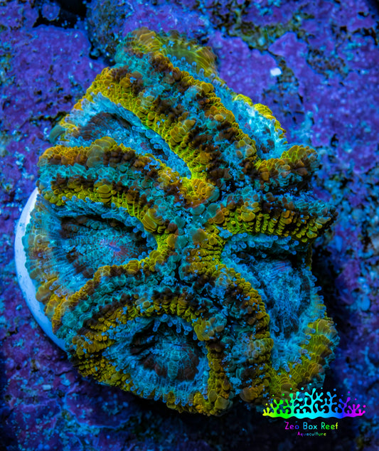 Ultra Gold, Yellow, Green & Blue Acan Frag, WYSIWYG H9R3B1 Ultra Gold, Yellow, Green & Blue Acan Frag, WYSIWYG H9R3B1 LPS Coral Ultra Gold, Yellow, Green & Blue Acan Frag, WYSIWYG H9R3B1 Zeo Box Reef