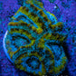 Ultra Gold, Yellow, Green & Blue Acan Frag, WYSIWYG H9R3B1 Ultra Gold, Yellow, Green & Blue Acan Frag, WYSIWYG H9R3B1 LPS Coral Ultra Gold, Yellow, Green & Blue Acan Frag, WYSIWYG H9R3B1 Zeo Box Reef