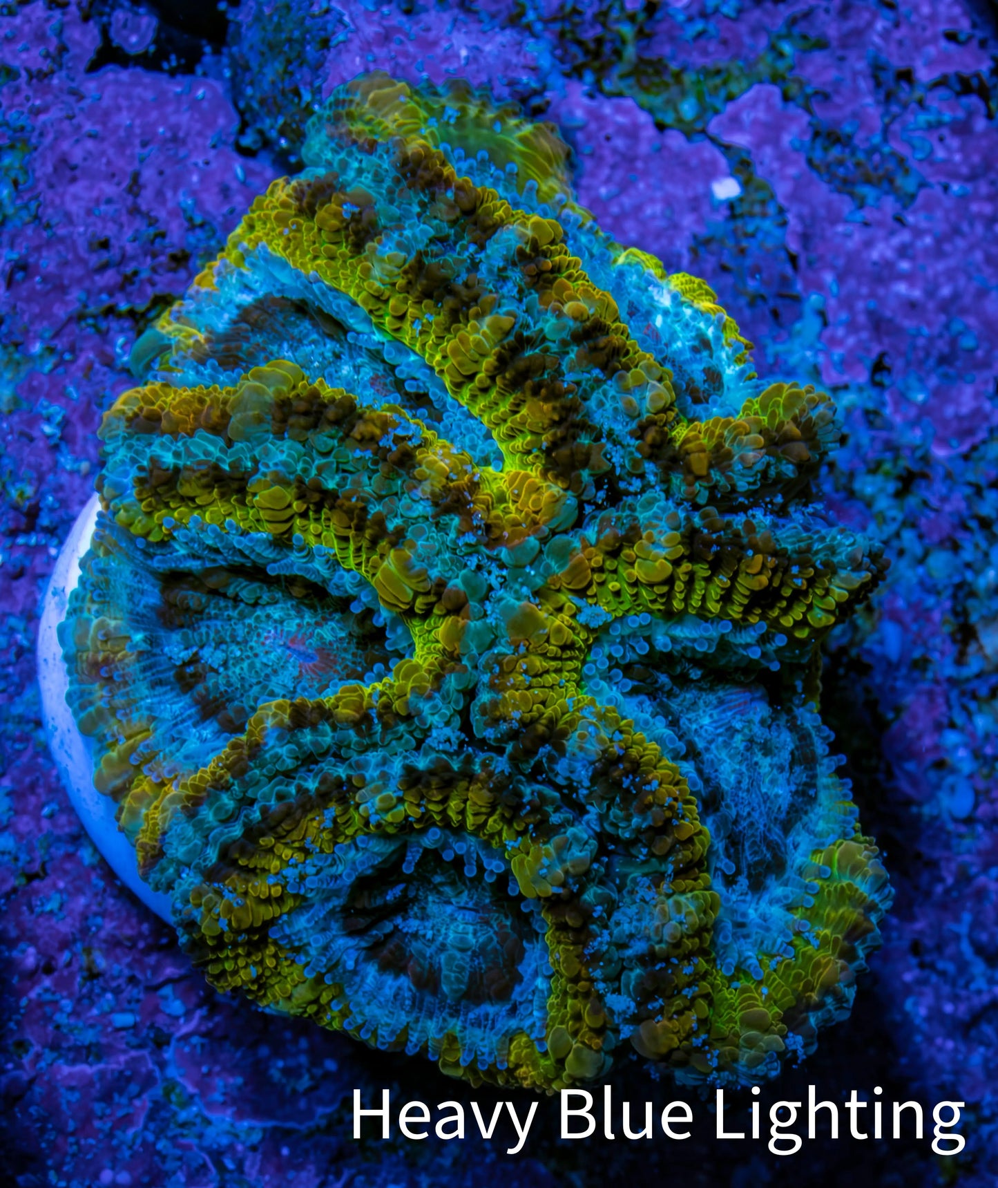 Ultra Gold, Yellow, Green & Blue Acan Frag, WYSIWYG H9R3B1 Ultra Gold, Yellow, Green & Blue Acan Frag, WYSIWYG H9R3B1 LPS Coral Ultra Gold, Yellow, Green & Blue Acan Frag, WYSIWYG H9R3B1 Zeo Box Reef