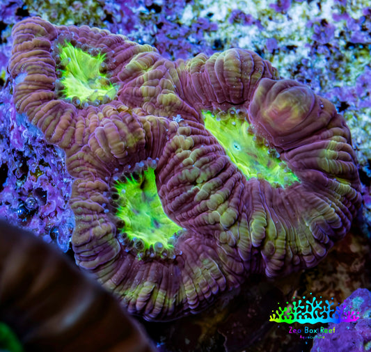Ultra Golden Dragon Soul Favia Frag WYSIWYG A1R3B2 Ultra Golden Dragon Soul Favia Frag WYSIWYG A1R3B2 Aquarium Decor Ultra Golden Dragon Soul Favia Frag WYSIWYG A1R3B2 Zeo Box Reef