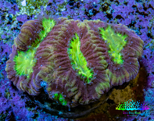 Ultra Golden Dragon Soul Favia Frag WYSIWYG Ultra Golden Dragon Soul Favia Frag WYSIWYG Aquarium Decor Ultra Golden Dragon Soul Favia Frag WYSIWYG Zeo Box Reef