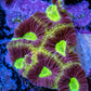 Ultra Golden Dragon Soul Favia Frag Ultra Golden Dragon Soul Favia Frag Aquarium Decor Ultra Golden Dragon Soul Favia Frag Zeo Box Reef