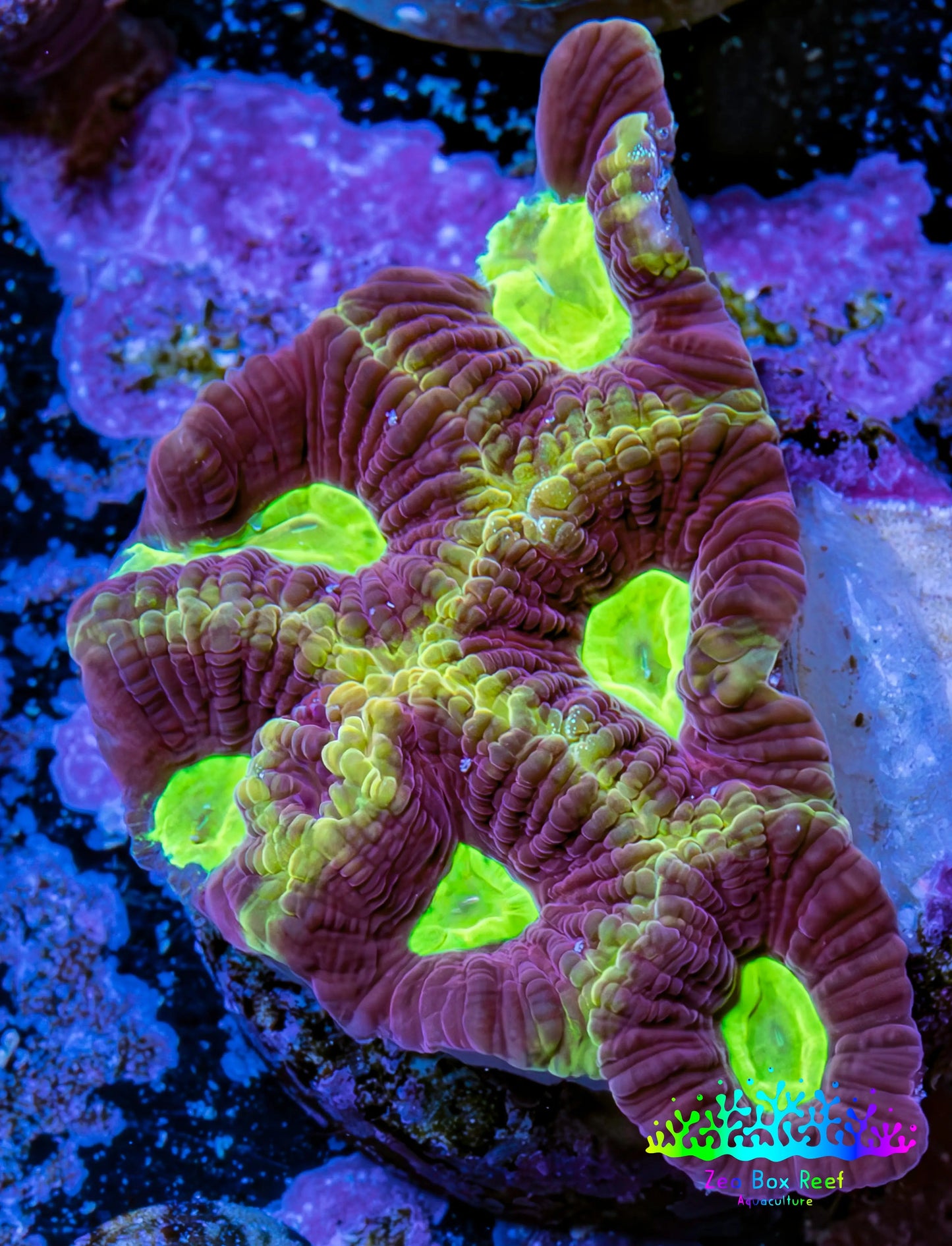 Ultra Golden Dragon Soul Favia Frag Ultra Golden Dragon Soul Favia Frag Aquarium Decor Ultra Golden Dragon Soul Favia Frag Zeo Box Reef