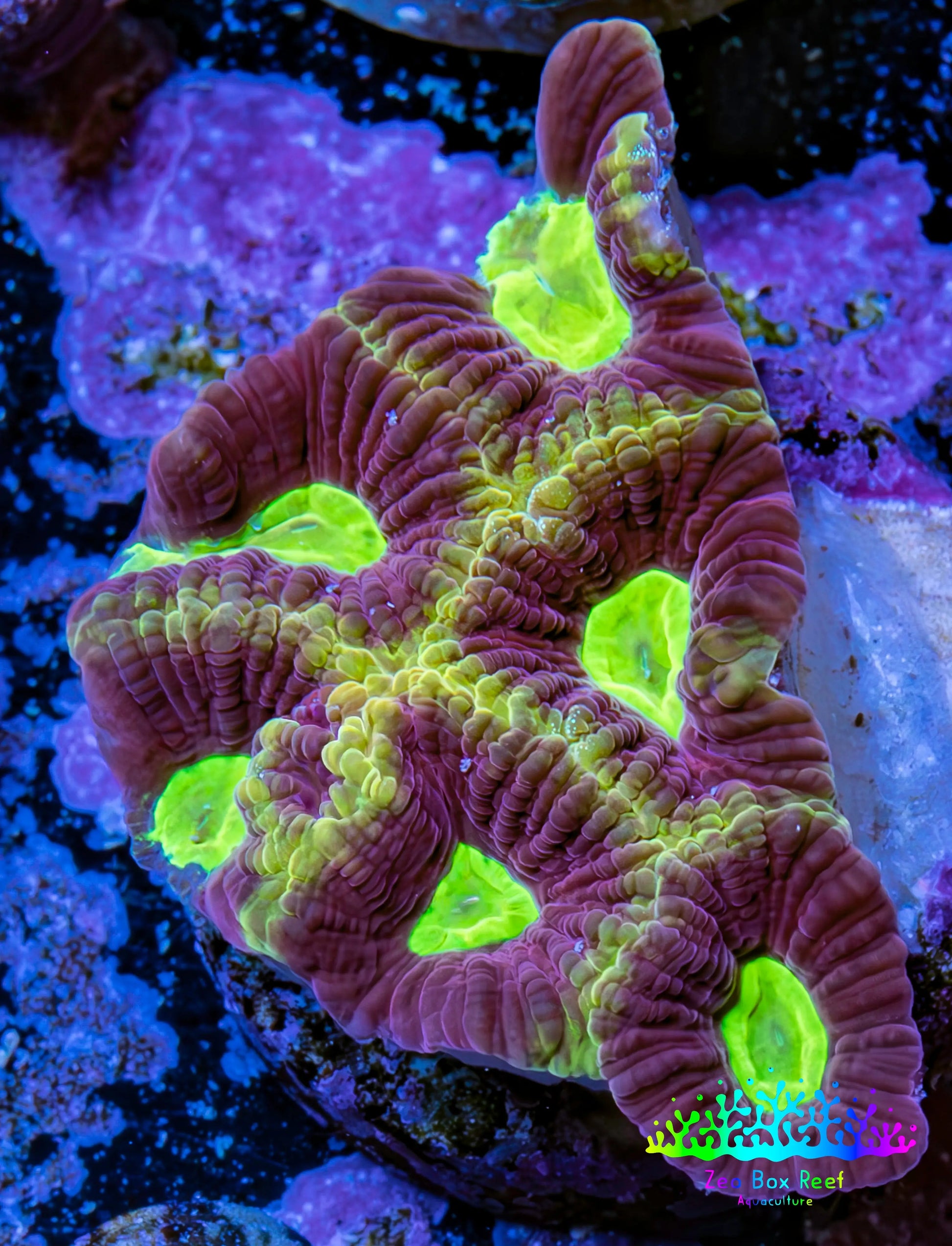 Ultra Golden Dragon Soul Favia Frag Ultra Golden Dragon Soul Favia Frag Aquarium Decor Ultra Golden Dragon Soul Favia Frag Zeo Box Reef