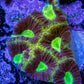 Ultra Golden Dragon Soul Favia Frag Ultra Golden Dragon Soul Favia Frag Aquarium Decor Ultra Golden Dragon Soul Favia Frag Zeo Box Reef