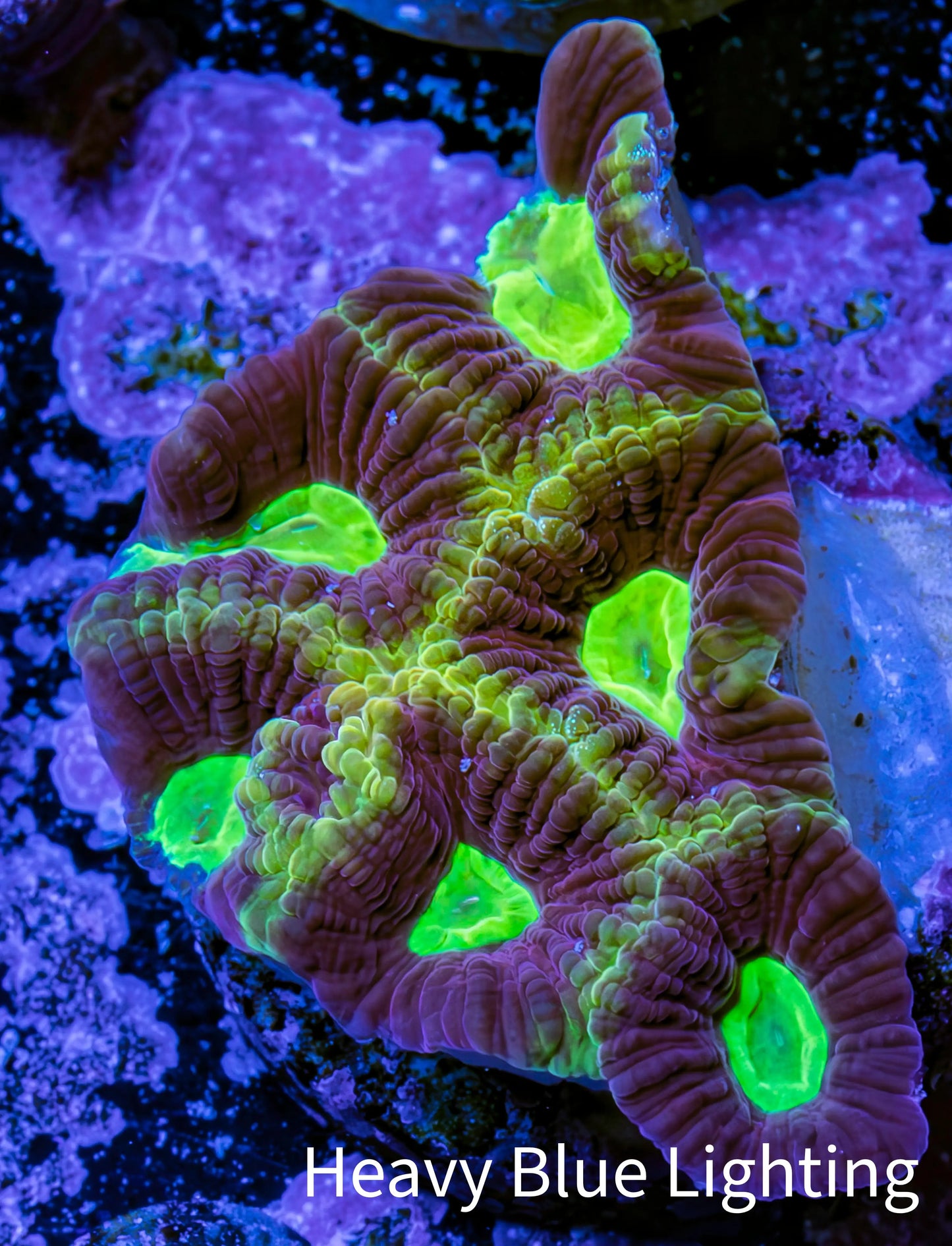 Ultra Golden Dragon Soul Favia Frag Ultra Golden Dragon Soul Favia Frag Aquarium Decor Ultra Golden Dragon Soul Favia Frag Zeo Box Reef