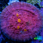 Ultra Golden Eye Chalice Coral Frag WYSIWYG Ultra Golden Eye Chalice Coral Frag WYSIWYG LPS Ultra Golden Eye Chalice Coral Frag WYSIWYG Zeo Box Reef