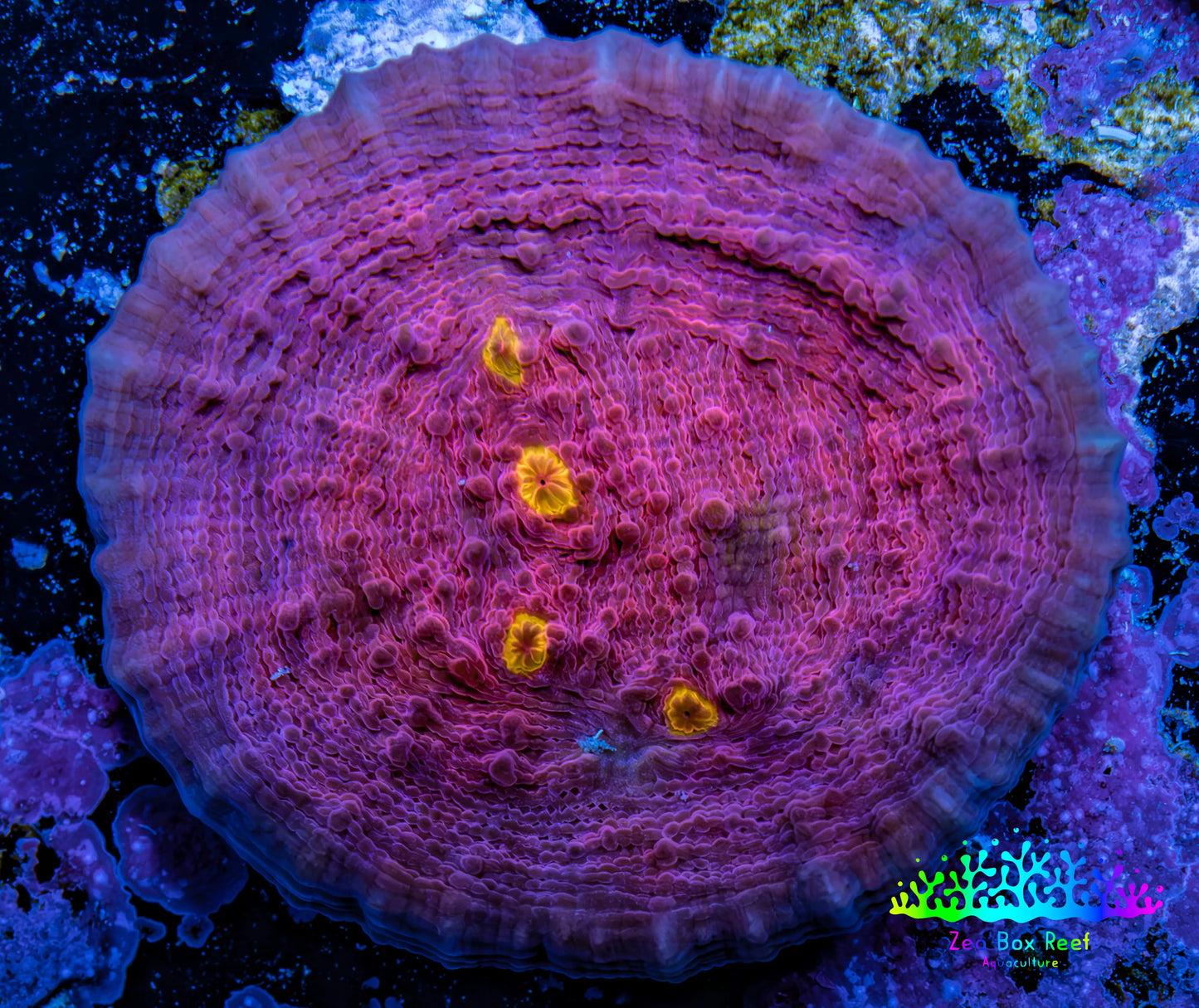 Ultra Golden Eye Chalice Coral Frag WYSIWYG Ultra Golden Eye Chalice Coral Frag WYSIWYG LPS Ultra Golden Eye Chalice Coral Frag WYSIWYG Zeo Box Reef