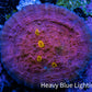 Ultra Golden Eye Chalice Coral Frag WYSIWYG Ultra Golden Eye Chalice Coral Frag WYSIWYG LPS Ultra Golden Eye Chalice Coral Frag WYSIWYG Zeo Box Reef