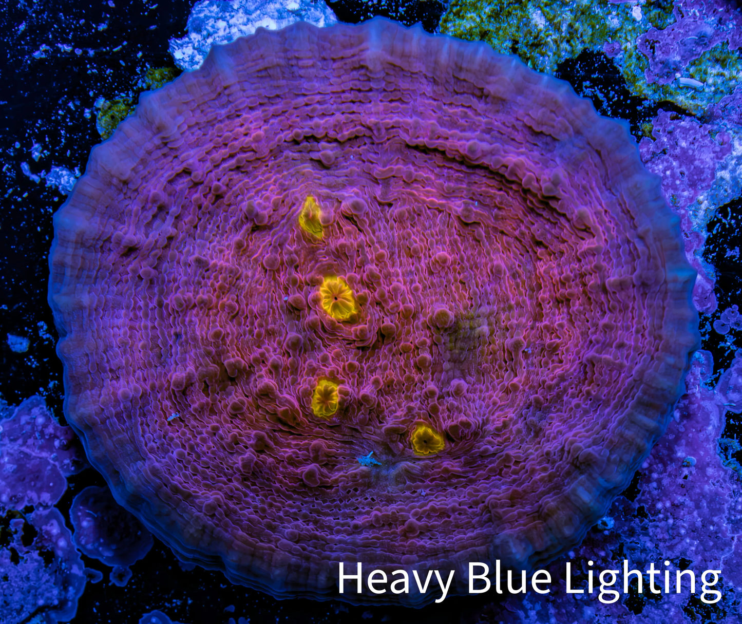 Ultra Golden Eye Chalice Coral Frag WYSIWYG Ultra Golden Eye Chalice Coral Frag WYSIWYG LPS Ultra Golden Eye Chalice Coral Frag WYSIWYG Zeo Box Reef