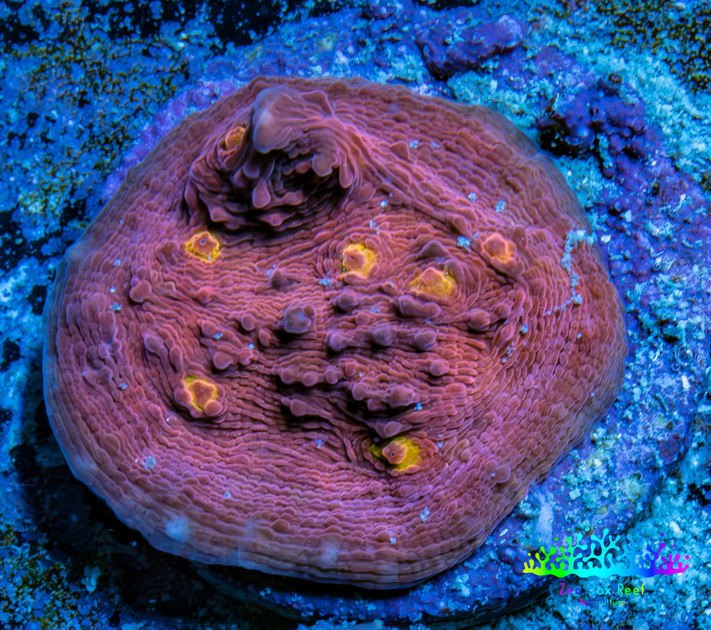 Ultra Golden Eye Chalice Frag WYSIWYG Ultra Golden Eye Chalice Frag WYSIWYG LPS Ultra Golden Eye Chalice Frag WYSIWYG Zeo Box Reef