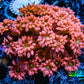 Ultra Goniopora Coral - Frag - Tropic Blaze Goni WYSIWYG D2R4B2 Ultra Goniopora Coral - Frag - Tropic Blaze Goni WYSIWYG D2R4B2 Animals & Pet Supplies Ultra Goniopora Coral - Frag - Tropic Blaze Goni WYSIWYG D2R4B2 Zeo Box Reef