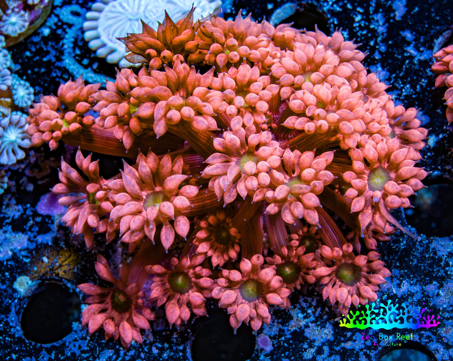 Ultra Goniopora Coral - Frag - Tropic Blaze Goni WYSIWYG D2R4B2 Ultra Goniopora Coral - Frag - Tropic Blaze Goni WYSIWYG D2R4B2 Animals & Pet Supplies Ultra Goniopora Coral - Frag - Tropic Blaze Goni WYSIWYG D2R4B2 Zeo Box Reef