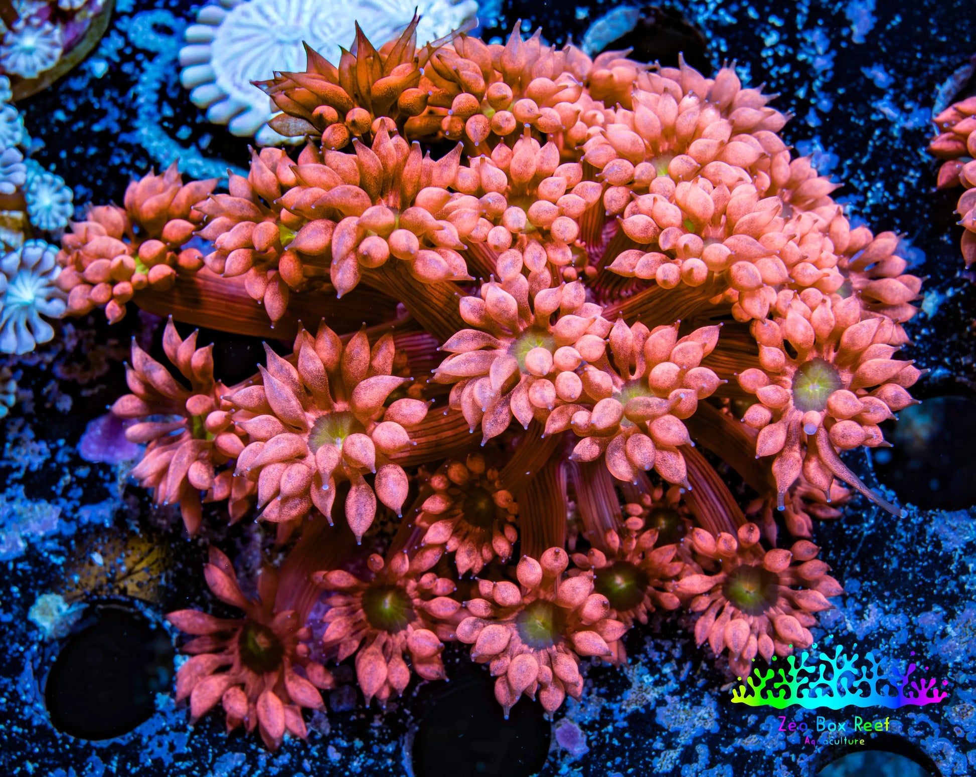Ultra Goniopora Coral - Frag - Tropic Blaze Goni WYSIWYG D2R4B2 Ultra Goniopora Coral - Frag - Tropic Blaze Goni WYSIWYG D2R4B2 Animals & Pet Supplies Ultra Goniopora Coral - Frag - Tropic Blaze Goni WYSIWYG D2R4B2 Zeo Box Reef