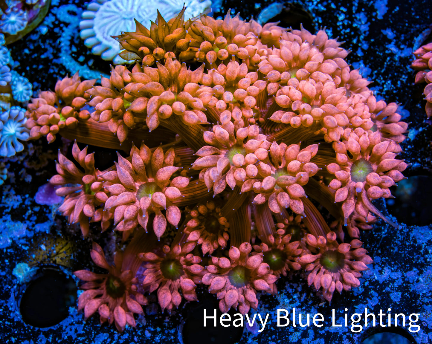 Ultra Goniopora Coral - Frag - Tropic Blaze Goni WYSIWYG D2R4B2 Ultra Goniopora Coral - Frag - Tropic Blaze Goni WYSIWYG D2R4B2 Animals & Pet Supplies Ultra Goniopora Coral - Frag - Tropic Blaze Goni WYSIWYG D2R4B2 Zeo Box Reef