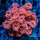 Ultra Goniopora Coral - Frag - Tropic Blaze Goni WYSIWYG D3R4B2 Ultra Goniopora Coral - Frag - Tropic Blaze Goni WYSIWYG D3R4B2 Animals & Pet Supplies Ultra Goniopora Coral - Frag - Tropic Blaze Goni WYSIWYG D3R4B2 Zeo Box Reef