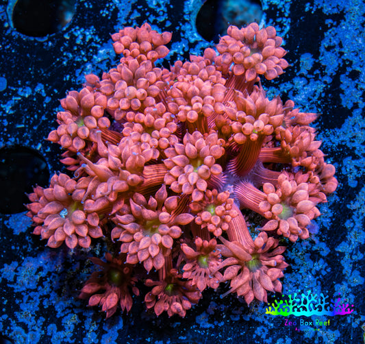 Ultra Goniopora Coral - Frag - Tropic Blaze Goni WYSIWYG D3R4B2 Ultra Goniopora Coral - Frag - Tropic Blaze Goni WYSIWYG D3R4B2 Animals & Pet Supplies Ultra Goniopora Coral - Frag - Tropic Blaze Goni WYSIWYG D3R4B2 Zeo Box Reef
