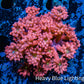 Ultra Goniopora Coral - Frag - Tropic Blaze Goni WYSIWYG D3R4B2 Ultra Goniopora Coral - Frag - Tropic Blaze Goni WYSIWYG D3R4B2 Animals & Pet Supplies Ultra Goniopora Coral - Frag - Tropic Blaze Goni WYSIWYG D3R4B2 Zeo Box Reef